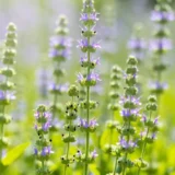 Chia Plant in Bloom