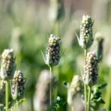 Plant Based High Protein Chia Seeds